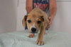 Ava Puppy MG