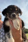 Turk Puppy