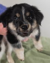Turk Puppy