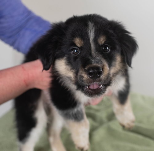 Turk Puppy
