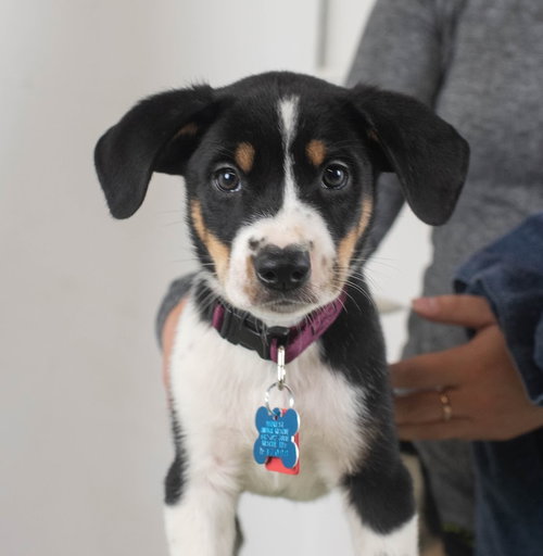Tony Puppy