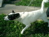 Snowball