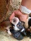 Beignets Puppy MG