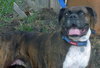 Miss Morgan ULTRA URGENT FOSTER NEEDED!