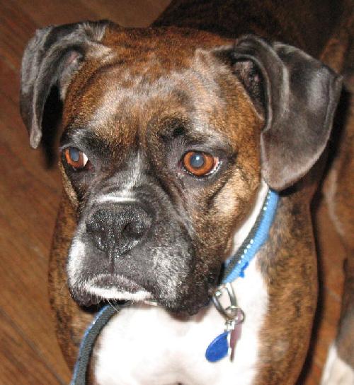 Miss Morgan ULTRA URGENT FOSTER NEEDED!