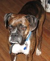Miss Morgan ULTRA URGENT FOSTER NEEDED!