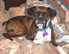 Miss Morgan ULTRA URGENT FOSTER NEEDED!