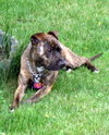 Merlin