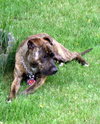 Merlin