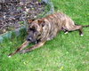 Merlin