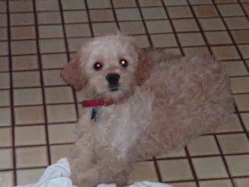 Benny