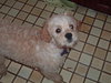 Benny