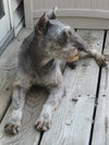 Lulu