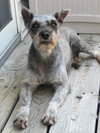 Lulu