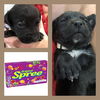 Spree Puppy