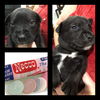 Necco Puppy