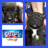 Razzles Puppy