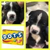 Dots Puppy AF 9/12