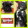 Skittles Puppy