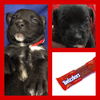 Twizzlers Puppy MG12/11