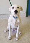 Trudy Pup