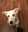 Trudy Pup