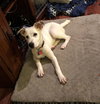 Trudy Pup