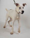 Trudy Pup