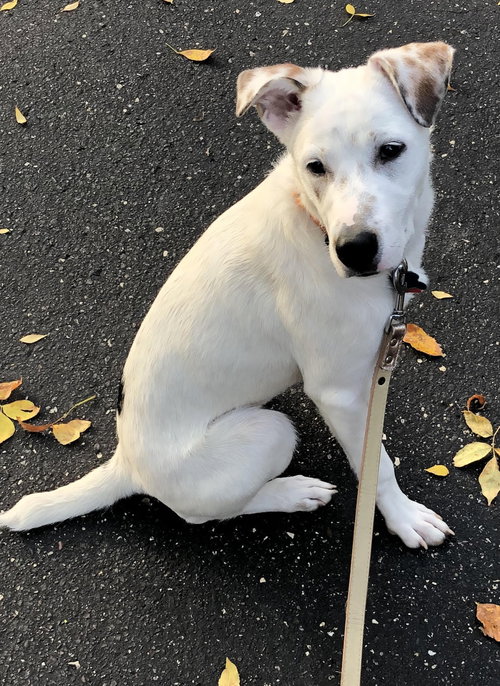 Trudy Pup