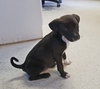 Metro Puppy