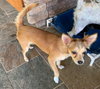 Holly Golightly Pup FA