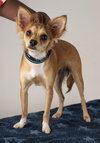 Holly Golightly Pup FA