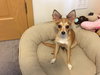 Holly Golightly Pup FA