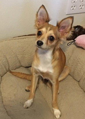 Holly Golightly Pup FA