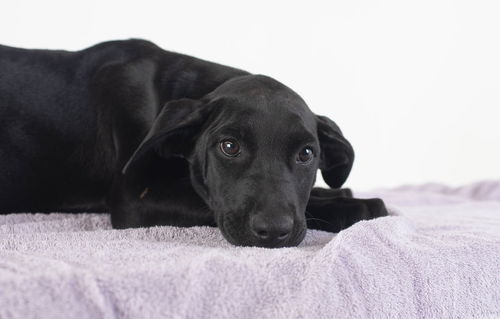 Gene Puppy MG