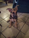 Althea Puppy MG9/25
