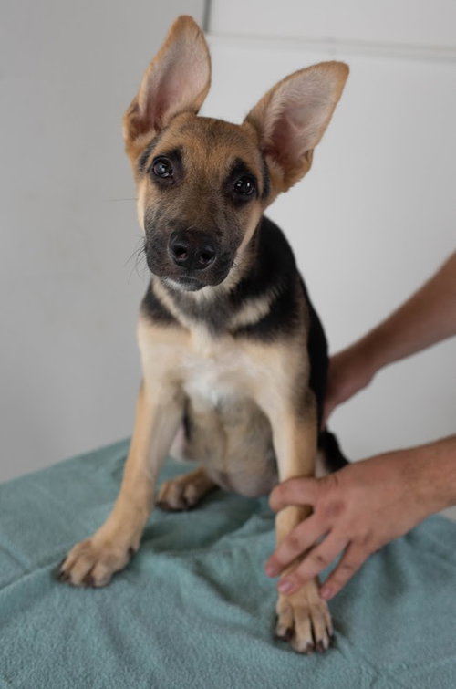 Althea Puppy MG9/25