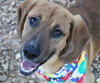 Hooper Pup FA 10/4
