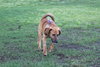 Hooper Pup FA 10/4