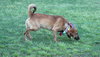 Hooper Pup FA 10/4