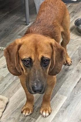 Hooper Pup FA 10/4