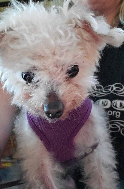Gus
