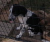 Avette Puppy