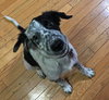 Avette Puppy