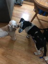 Avette Puppy