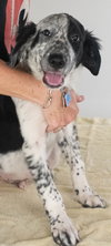 Avette Puppy
