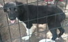 Sutton Puppy