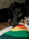 Sutton Puppy
