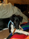 Sutton Puppy