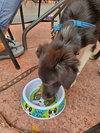 Sutton Puppy